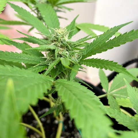 Gorilla Glue growlog timeline photo