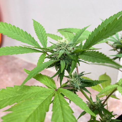 Gorilla Glue growlog timeline photo