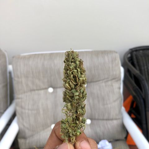 Royal Haze Mario growlog timeline photo