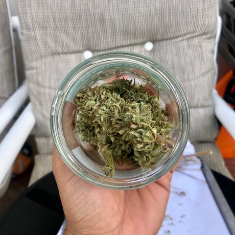 Royal Haze Mario growlog timeline photo