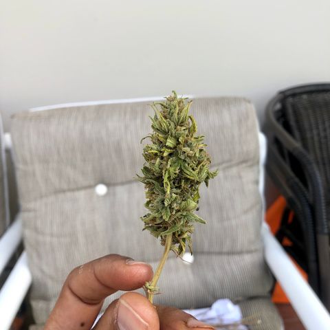 Royal Haze Ahmed growlog timeline photo