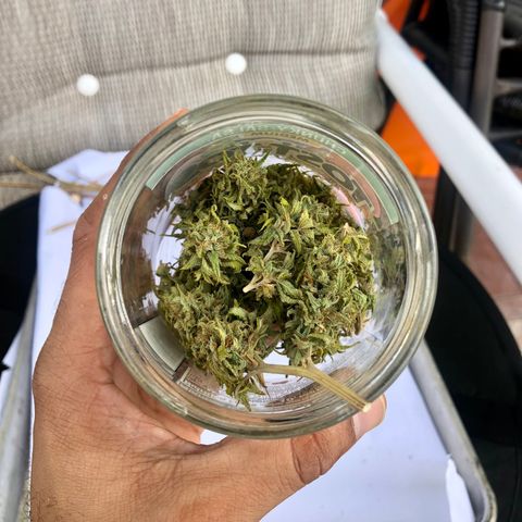 Royal Haze Ahmed growlog timeline photo