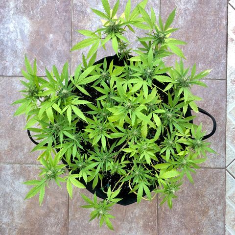 Gorilla Glue growlog timeline photo