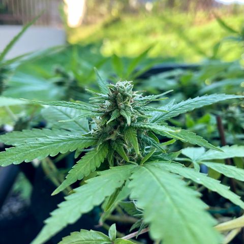 Gorilla Glue growlog timeline photo