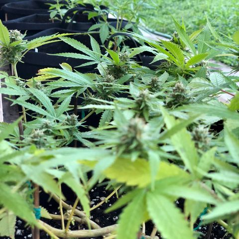 Gorilla Glue growlog timeline photo