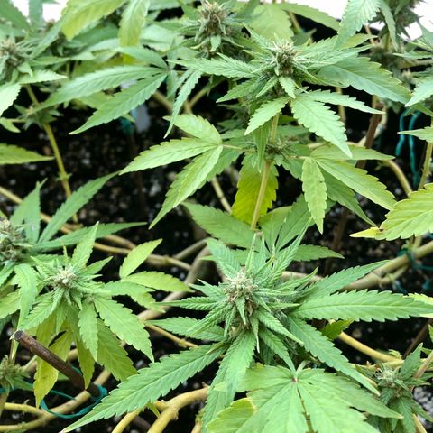 Gorilla Glue growlog timeline photo