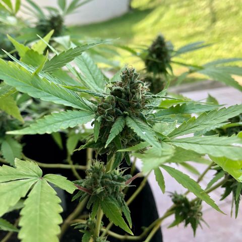 Gorilla Glue growlog timeline photo