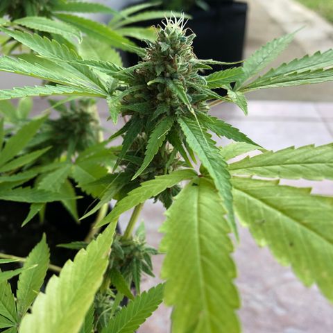 Gorilla Glue growlog timeline photo