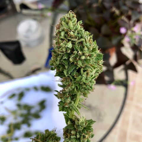Gorilla Glue growlog timeline photo