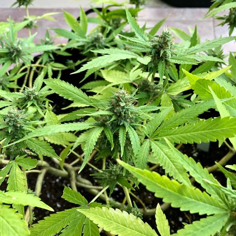 Gorilla Glue growlog timeline photo