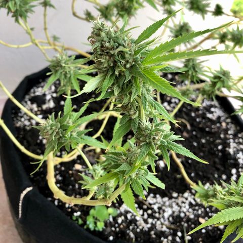 Gorilla Glue growlog timeline photo