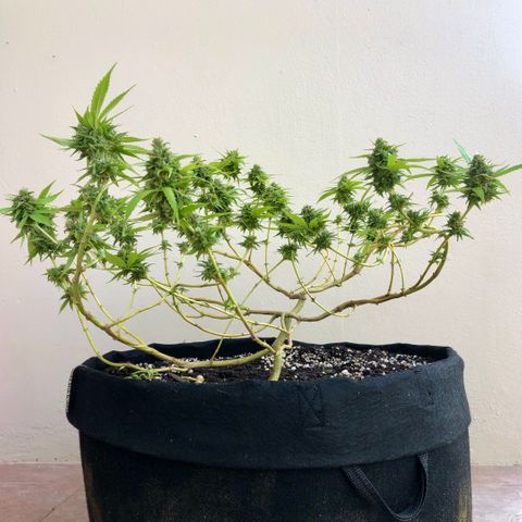 Gorilla Glue growlog timeline photo