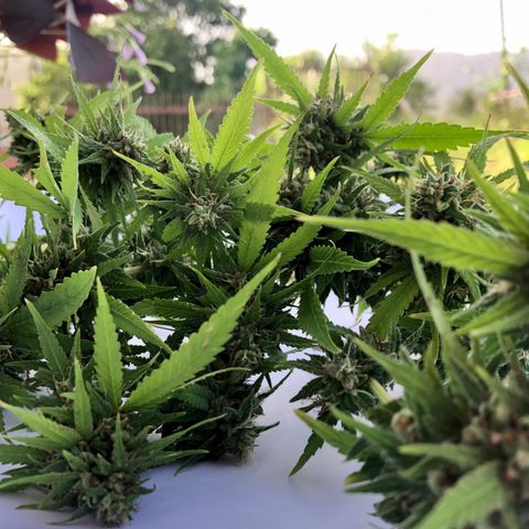 Gorilla Glue growlog timeline photo