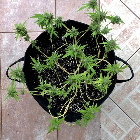 Gorilla Glue growlog timeline photo