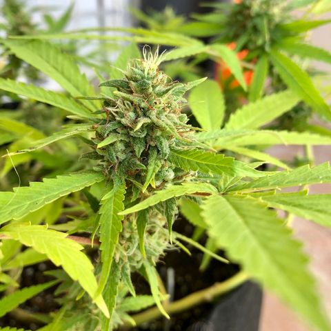 Gorilla Glue growlog timeline photo