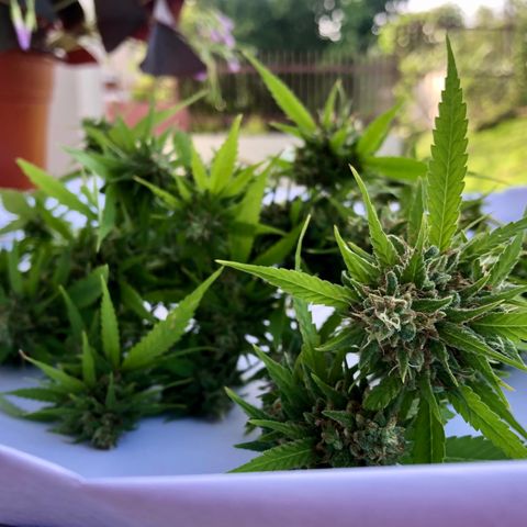 Gorilla Glue growlog timeline photo