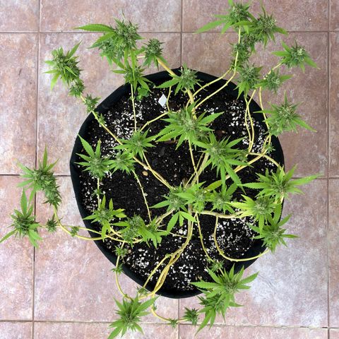 Gorilla Glue growlog timeline photo