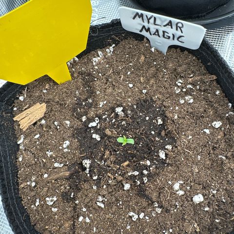 Mylar Magic growlog timeline photo