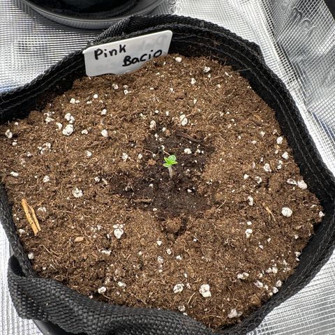 Pink Bacio growlog timeline photo