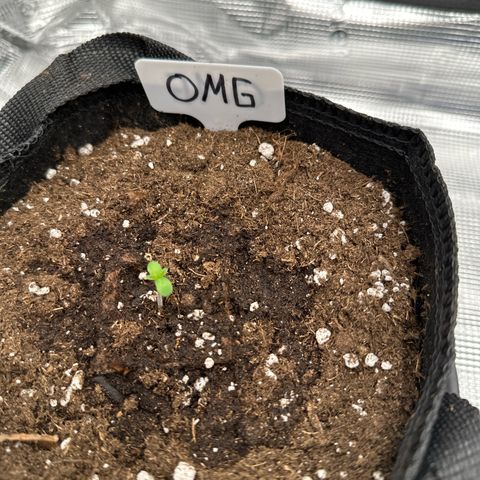 O.M.G. 2 growlog timeline photo