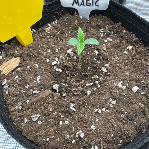 Mylar Magic growlog timeline photo