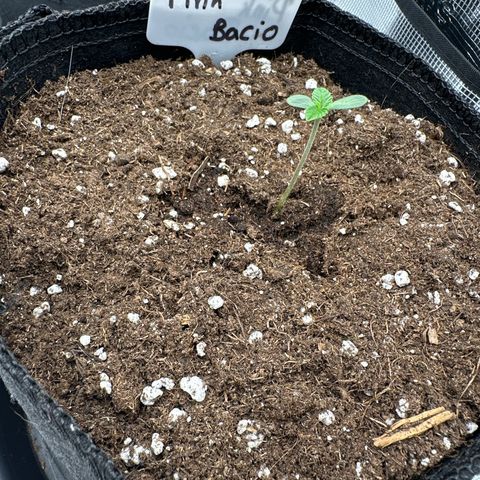 Pink Bacio growlog timeline photo