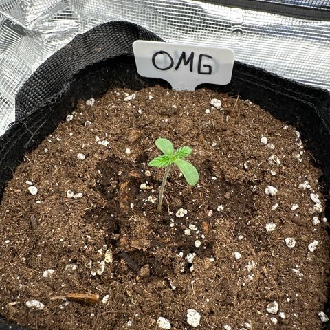 O.M.G. 2 growlog timeline photo