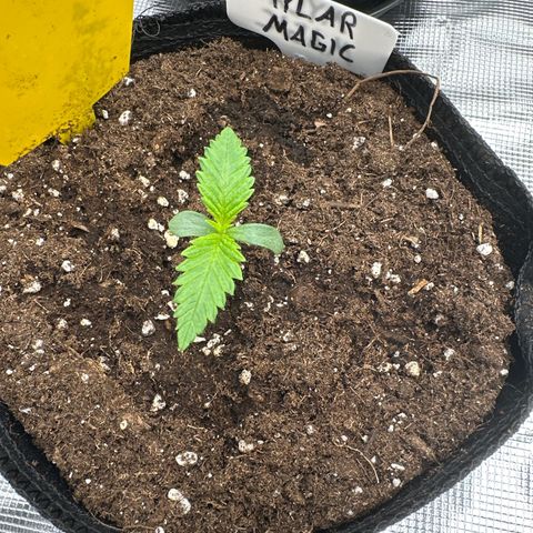 Mylar Magic growlog timeline photo