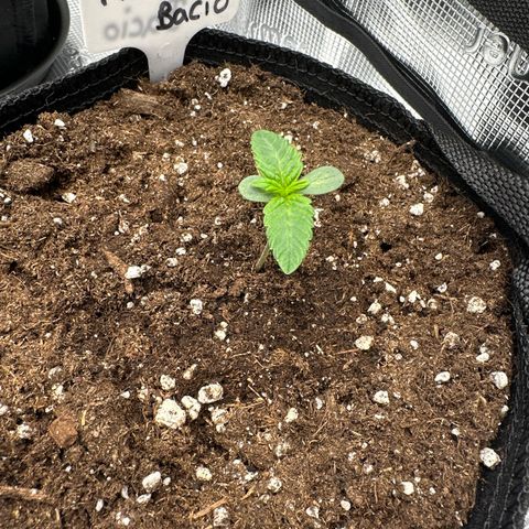 Pink Bacio growlog timeline photo