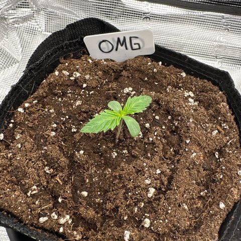 O.M.G. 2 growlog timeline photo