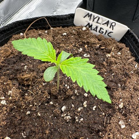 Mylar Magic growlog timeline photo