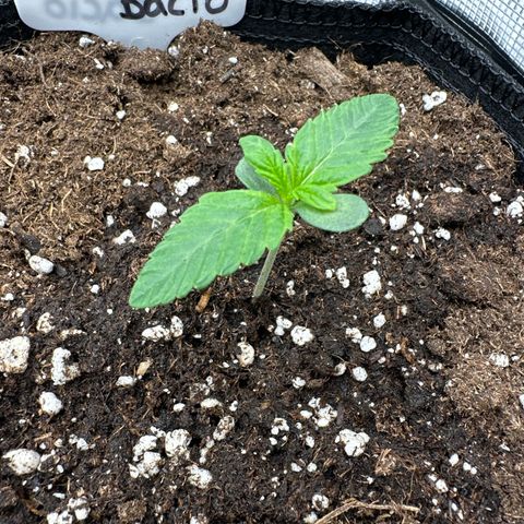 Pink Bacio growlog timeline photo