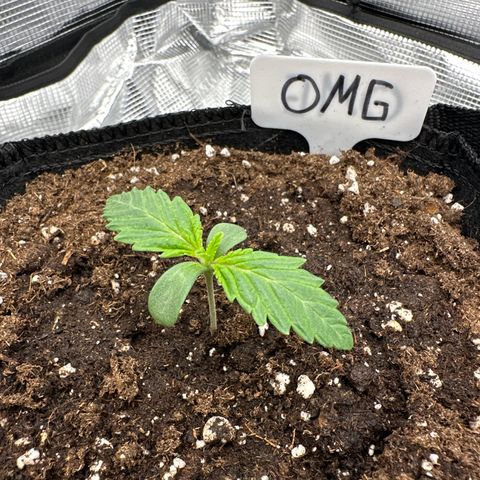 O.M.G. 2 growlog timeline photo