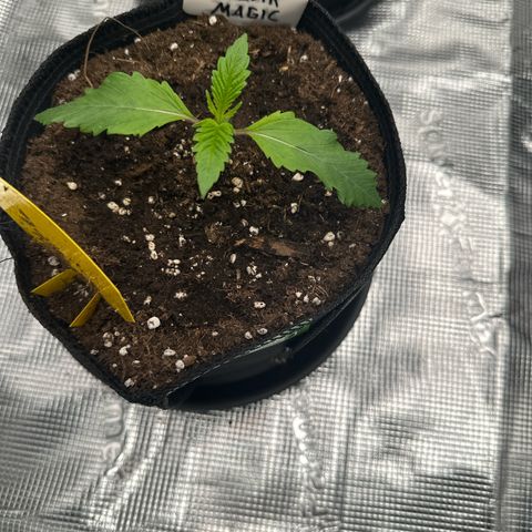 Mylar Magic growlog timeline photo