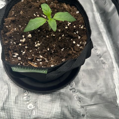 Pink Bacio growlog timeline photo