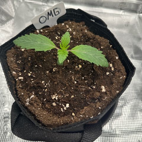 O.M.G. 2 growlog timeline photo