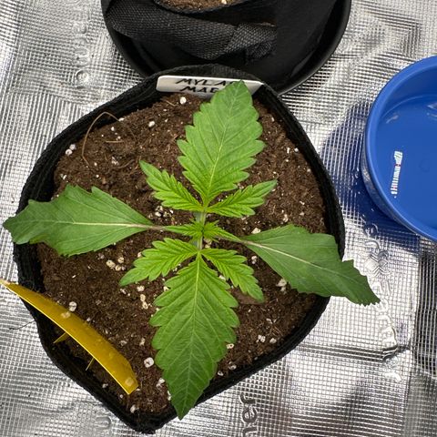 Mylar Magic growlog timeline photo