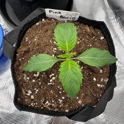 Pink Bacio growlog timeline photo