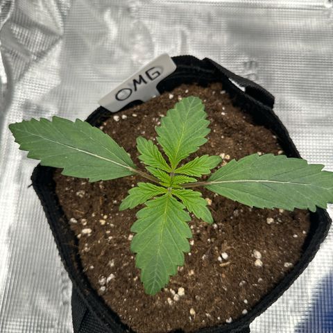 O.M.G. 2 growlog timeline photo