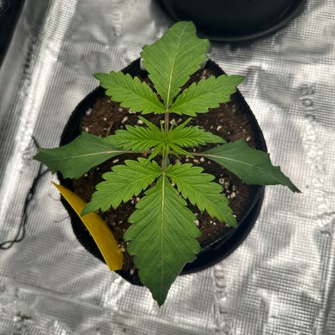 Mylar Magic growlog timeline photo