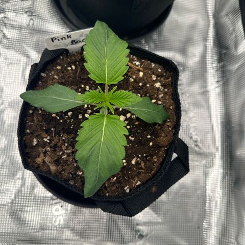 Pink Bacio growlog timeline photo
