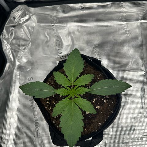 O.M.G. 2 growlog timeline photo