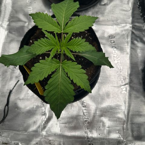 Mylar Magic growlog timeline photo