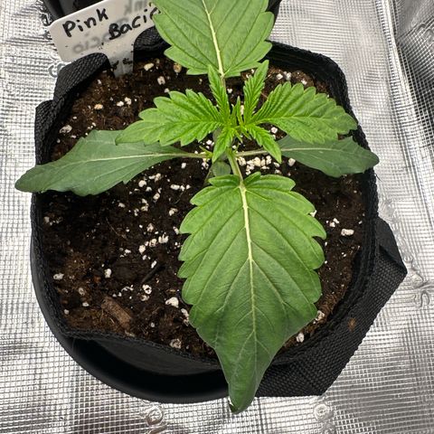 Pink Bacio growlog timeline photo