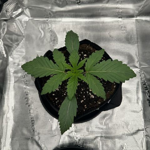 O.M.G. 2 growlog timeline photo