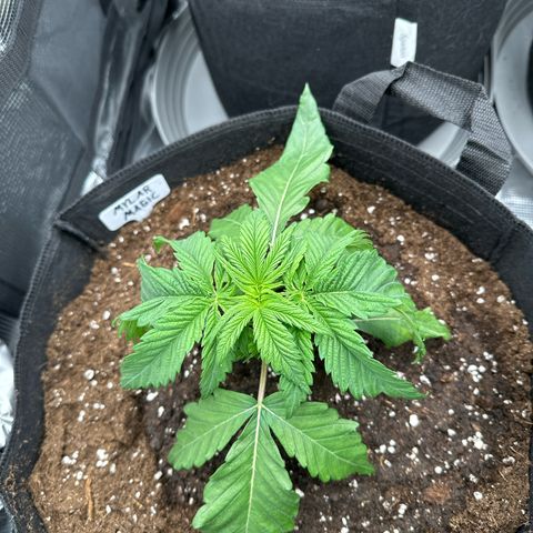 Mylar Magic growlog timeline photo