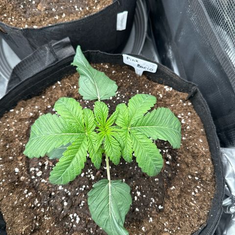 Pink Bacio growlog timeline photo