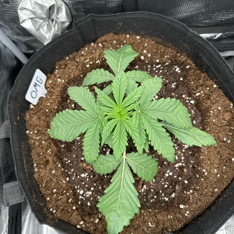 O.M.G. 2 growlog timeline photo