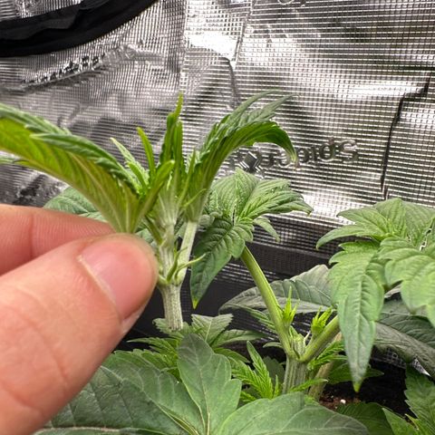 Pink Bacio growlog timeline photo