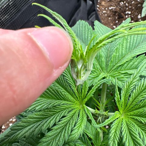 Mylar Magic growlog timeline photo